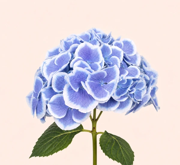 Гортензия голланд