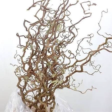 Корилиус