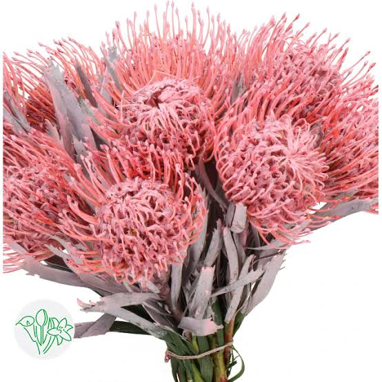 Levkosperpum