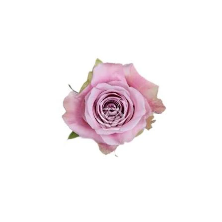 Rose Faith
