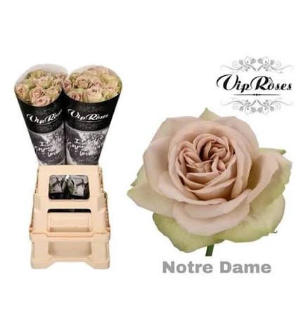 Notre Dame