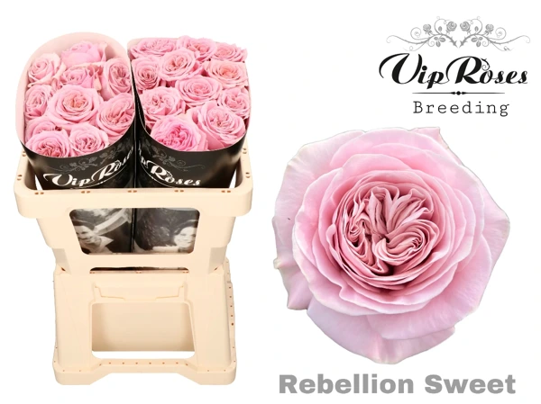 Rebellion sweet