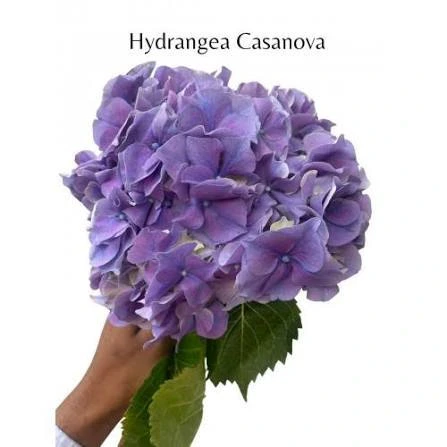 Гортензия голланд
