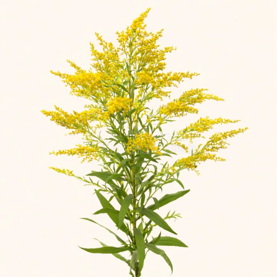 Солидаго (голланд)