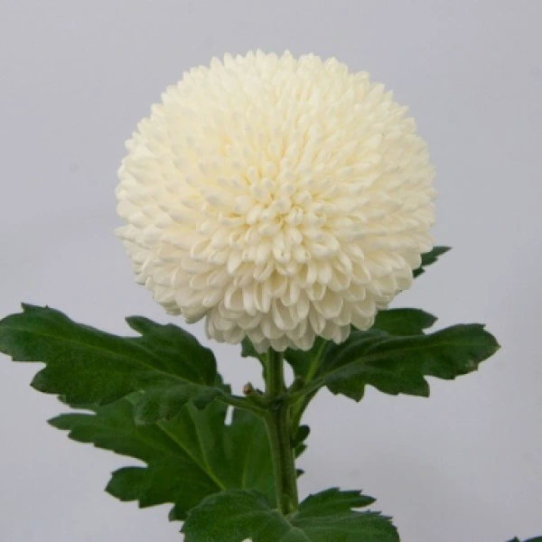 ХРИЗАНТЕМА ПИН ПОН