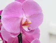 ФАЛЕНОПСИС