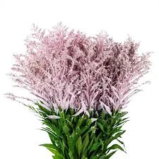 СОЛИЛАГО КРАШЕННЫЙ