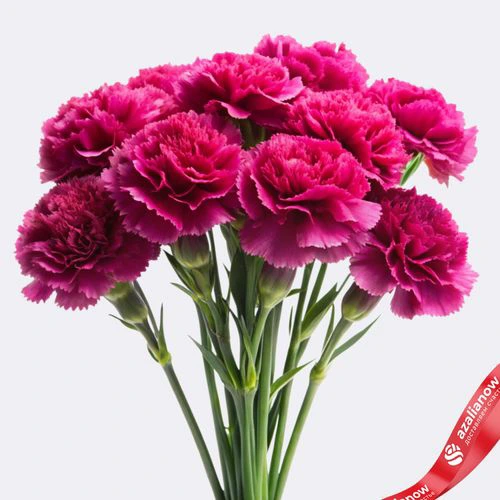 ДИАНТУС ГОЛЛАНД