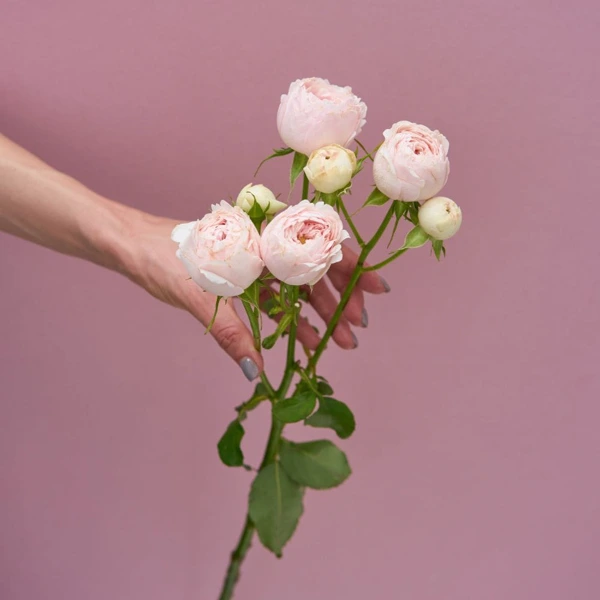 менсфилд парк